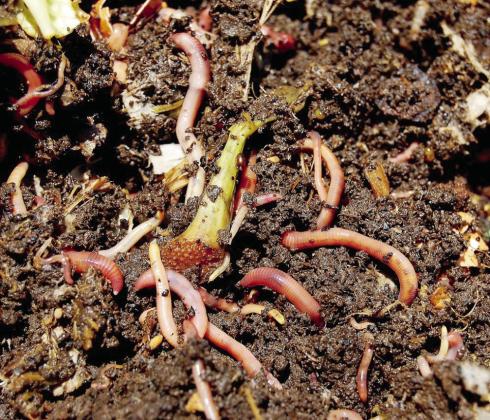 The Red Wiggler worm is the most efficient type of worm for composting systems.