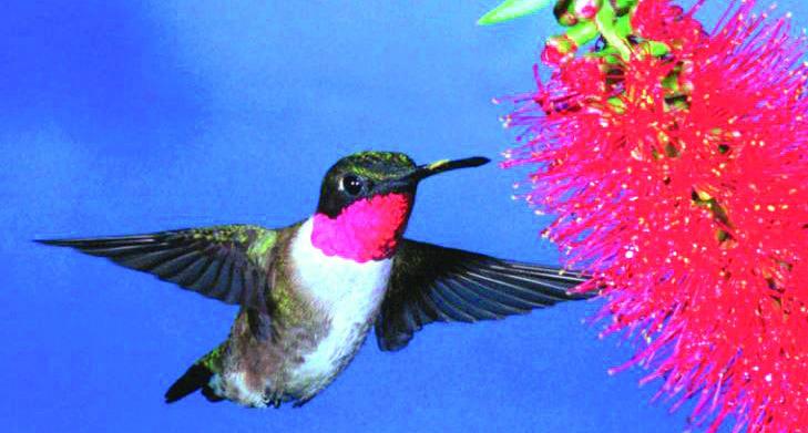 An adult male Ruby-Throated Hummingbird approaching Bottlebrush.