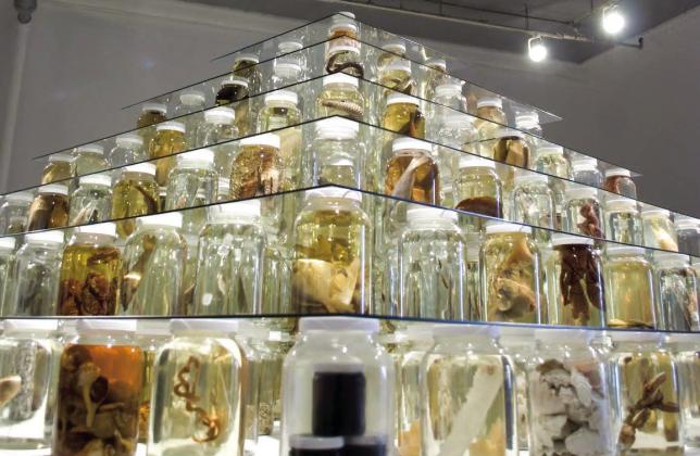 Tulane University’s Royal D. Suttkus fish collection, the largest collection of post-larval fishes in the world, will be on display at the FishSTOCK Festival on March 25 at 499 F. Edward Hebert Blvd. in Belle Chasse.