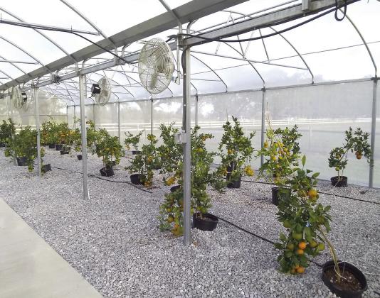 The Meraux Foundation constructed a screened citrus facility at Docville Farm, and is dedicated to educational and cultural purposes.