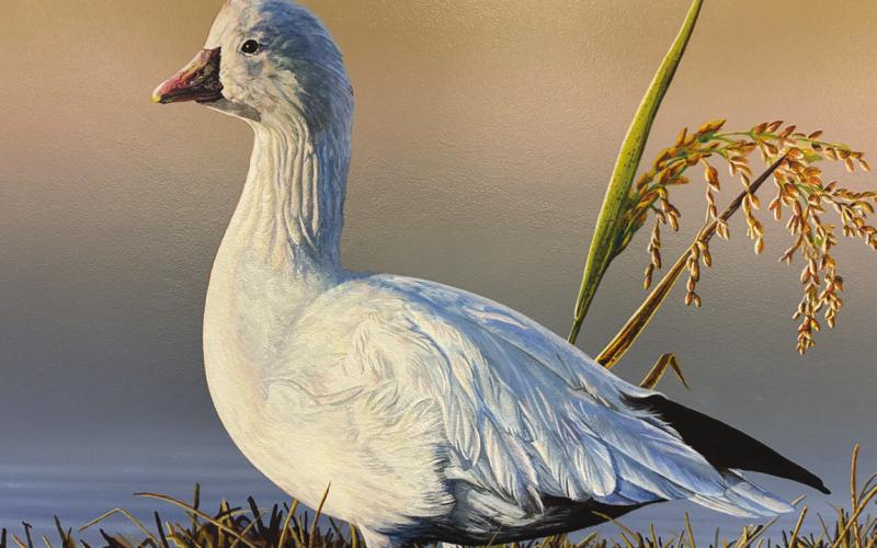 The 2026 winning Louisiana Duck Stamp picture by Tim Taylor.