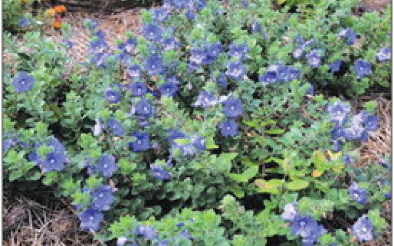 Evolvulus ‘Blue Daze