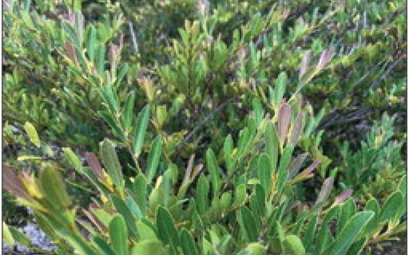 Distylium ‘Cinnamon Girl