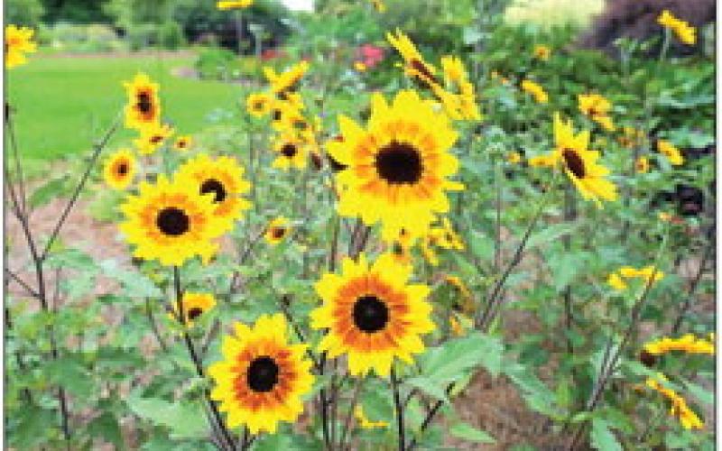 Suncredible Saturn’ Sunflower