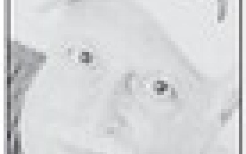 Alt Text for Image