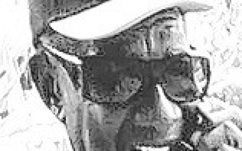 Alt Text for Image