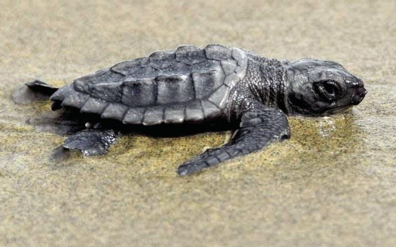 Sea Turtle Hatchlings Found on Louisiana's Chandeleur Islands for Third Consecutive Year