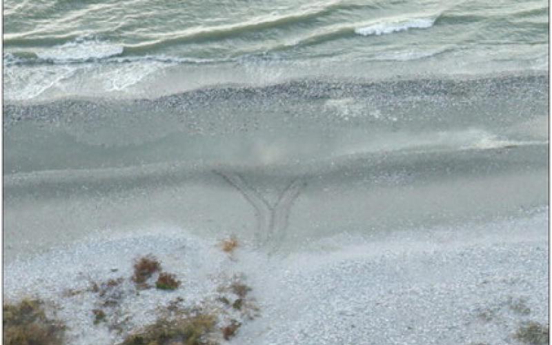 Overhead view of turtle hatchlings trails from next to the water for August 2024.