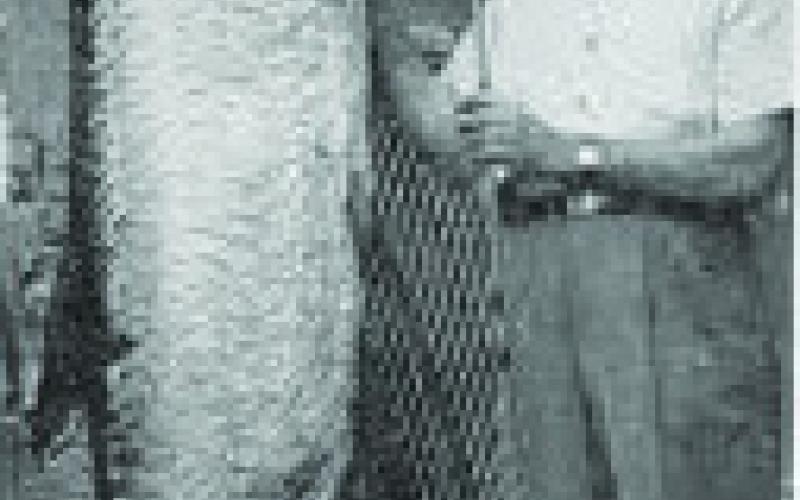 This photo is of a Tarpon caught in Lake Pontchartrain in September 1951. The man next to the tarpon is only identified as Oswald, and was aboard a 15 foot long Vee Hull with a 10hp outboard when he managed to catch the tarpon. Oswald was 6'4' tall to help put the length of the fish in perspective. The Trapon weighted 198 pounds.