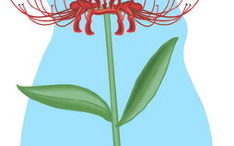 Lycoris Hurricane Lilies are Popping Up