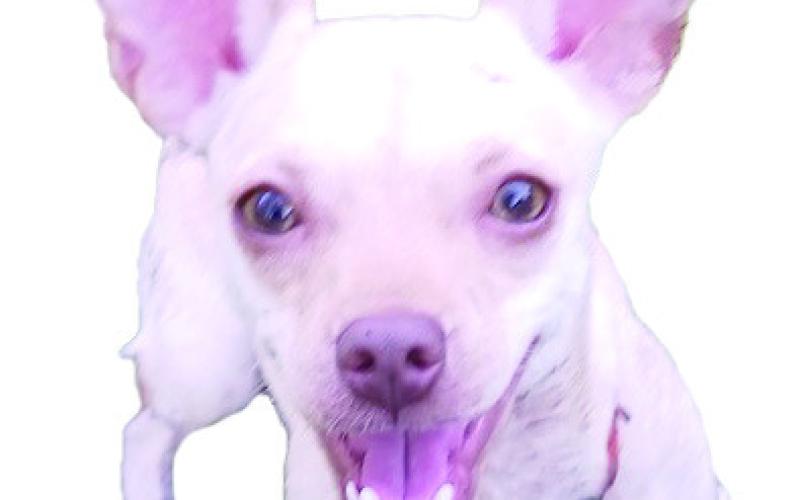 'Ears'