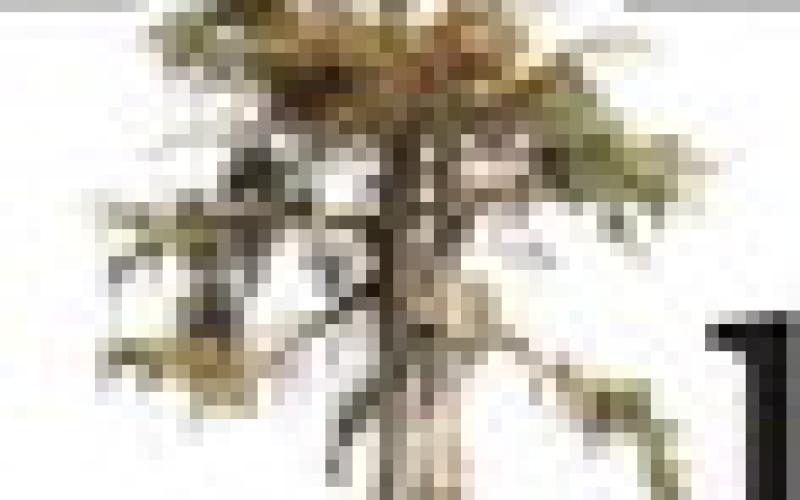 Alt Text for Image