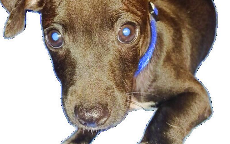 A new Delery family member— Hyder, the chiweenie.