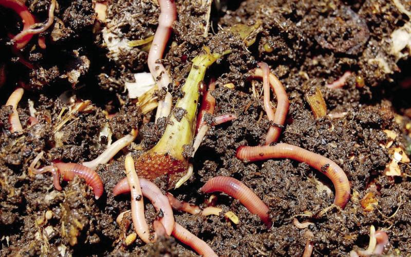 The Red Wiggler worm is the most efficient type of worm for composting systems.