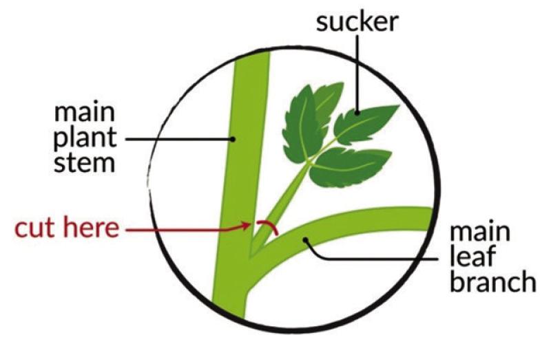 Alt Text for Image