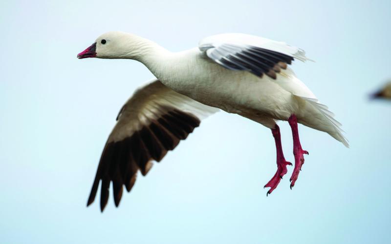Louisiana Department of Wildlife and Fisheries Announces 2026 Louisiana Duck Stamp Contest