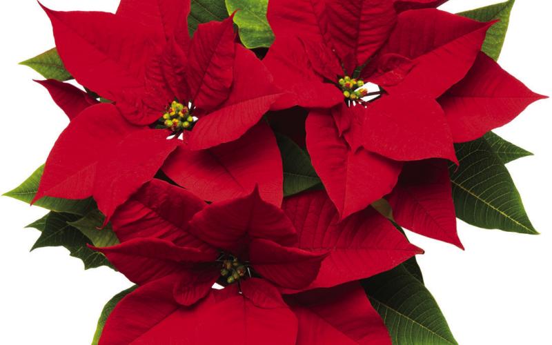 The Spirit of the Holidays