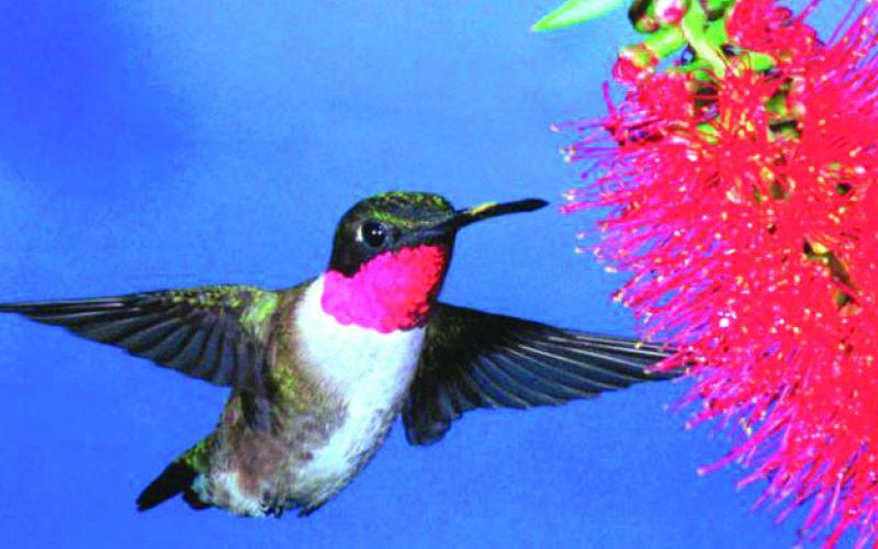 An adult male Ruby-Throated Hummingbird approaching Bottlebrush.