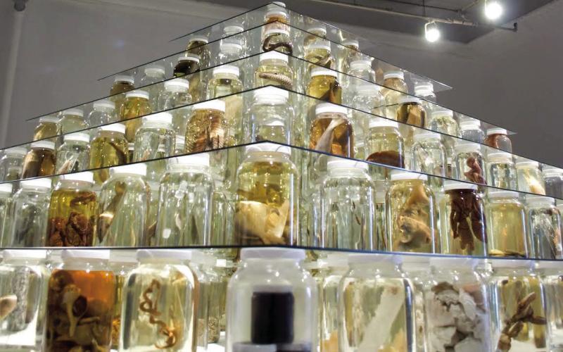 Tulane University’s Royal D. Suttkus fish collection, the largest collection of post-larval fishes in the world, will be on display at the FishSTOCK Festival on March 25 at 499 F. Edward Hebert Blvd. in Belle Chasse.