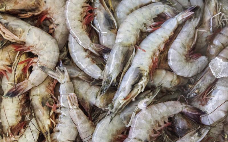 St. Bernard Parish will be hosting itsAnnual Seafood Market on Saturday, June 10 from 9 a.m. to 1 p.m. at Delacroix Fishing Pier located at 5565 Delacroix Highway, Delacroix. It’s a market and pier party in the heart of historic St. Bernard Parish! Experience warm culture, tasty foods and beverages from local vendors, and the thrill of buying wild-caught seafood straight from our fishermen’s boats. Bring your ice chest. Restrooms will be available.