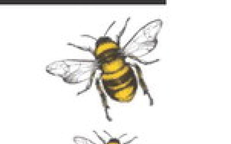 Alt Text for Image