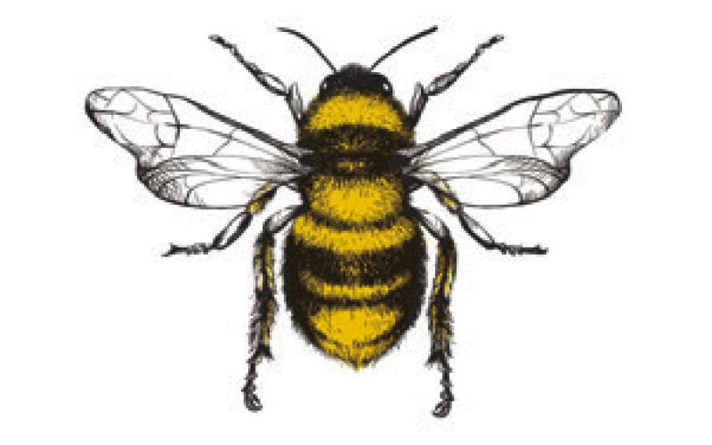 Alt Text for Image