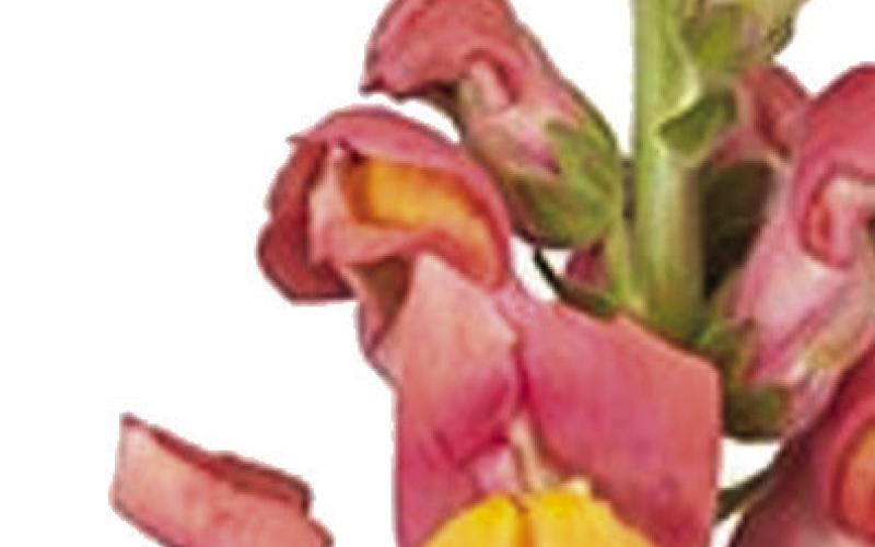 Summer Weather Brings Warm Season Flowers