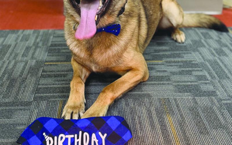 SBSO Celebrates K-9 Pit’s 4th Birthday and His Accomplishments