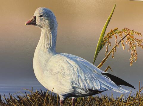 The 2026 winning Louisiana Duck Stamp picture by Tim Taylor.