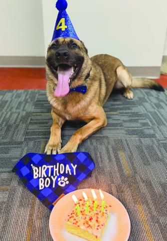 SBSO Celebrates K-9 Pit’s 4th Birthday and His Accomplishments