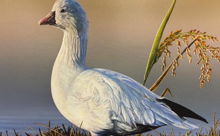 The 2026 winning Louisiana Duck Stamp picture by Tim Taylor.