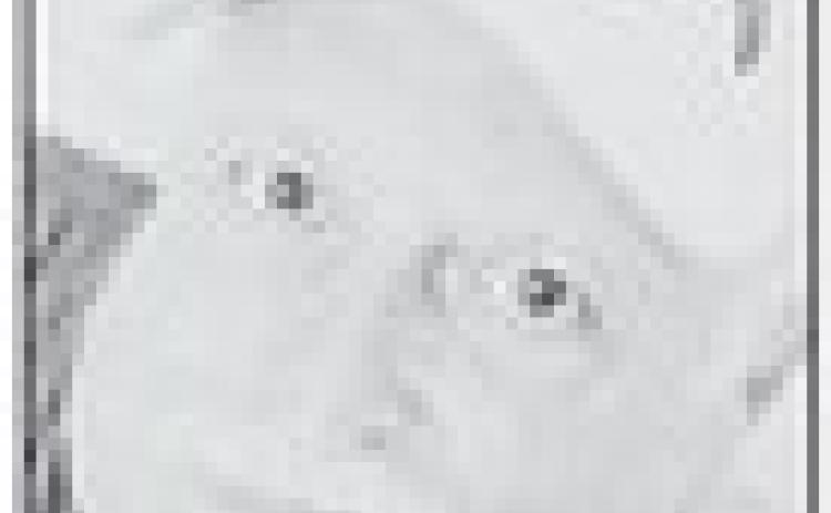 Alt Text for Image