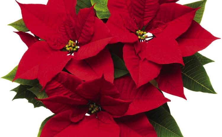 The Spirit of the Holidays